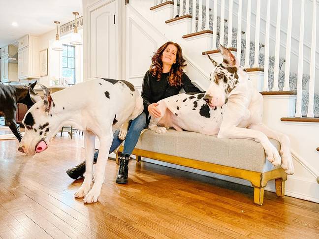 Sabrina is the owner of five-year-old great dane, Margot, as well as three-year-old pups Parker and Viola. Credit: Jam Press/@lovemargot.co