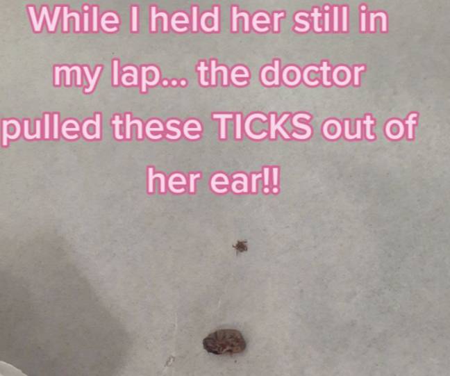 The doctor found two ticks in Averie's ear. Credit: TikTok/@mrs.jess1986