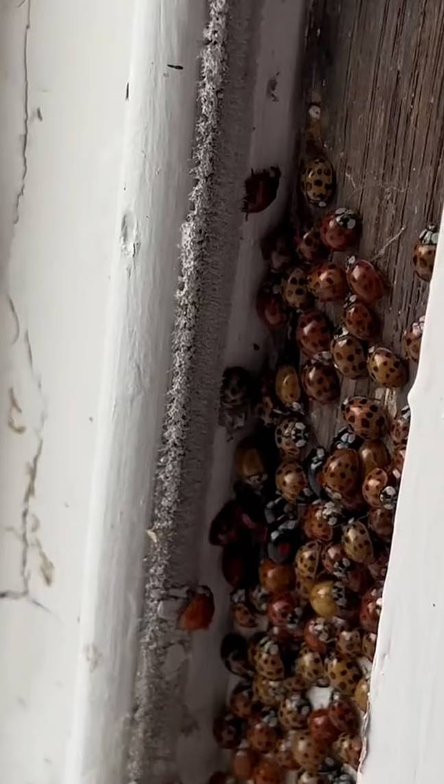 Elma filmed the scary ladybird infestation at her home. Credit: @elmapazarofficial/TikTok