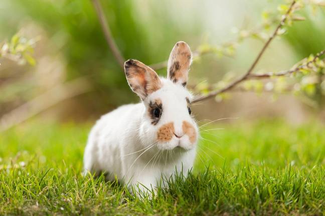 Rabbits can also suffer from heatstroke. Credit: Alamy.