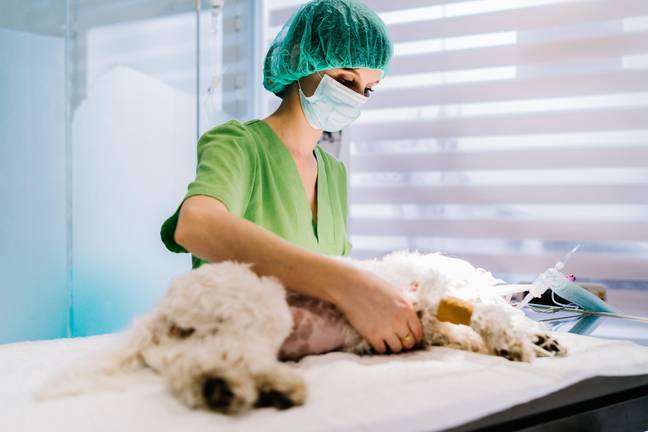 Knowing pet first aid could help save a dog. Credit: Alamy