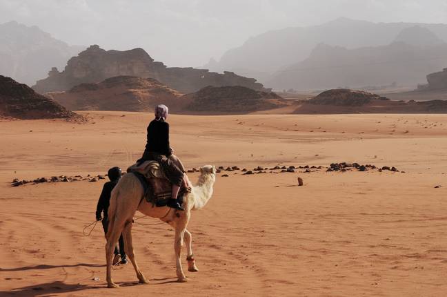 Camel breeding has now become a multimillion-dollar industry. (Credit: Unsplash)