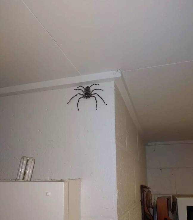 The Aussie family lived with this eight-legged beast for a year. Big yikes. Credit: Jake Grey