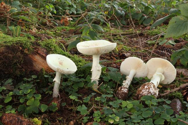 It's suspected the family members ate poisonous death cap mushrooms. Credit: Getty