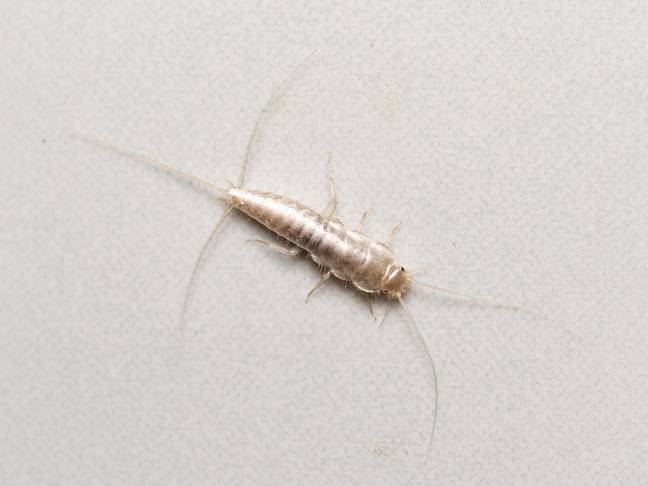 Silverfish are not a direct threat to humans but can become a problem. Credit: TorriPhoto / Getty
