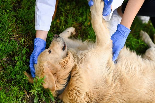 An animal first aider has revealed the life saving skill every dog owner should know. Credit: Shutterstock