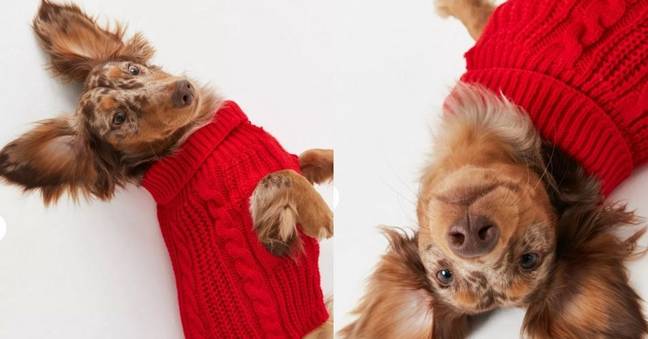 You can also opt for a red jumper to give your dog a more festive look. (Credit: Missguided)