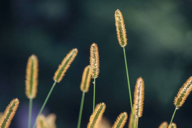Foxtail plants can be dangerous to dogs and other pets. Credit: Pixabay