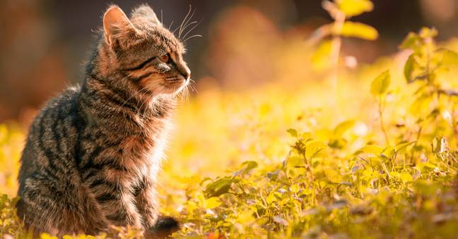 Cats can be particularly vulnerable to sun damage. (Credit: Pexels)