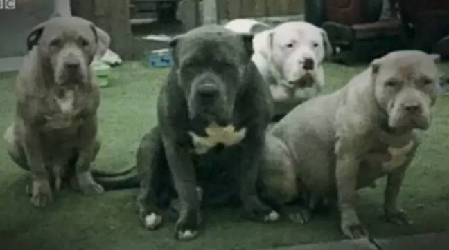 Four of the XL bullies were destroyed by police. Credit: BBC