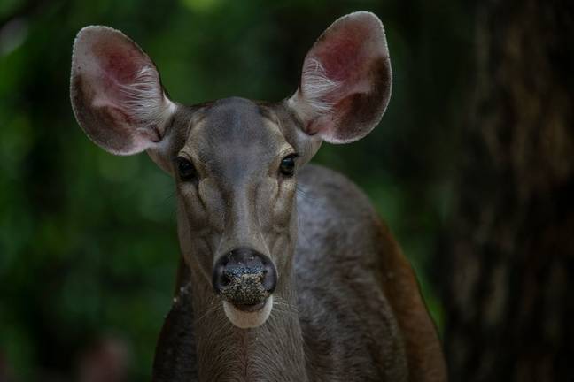 Trewin is accused of hitting and killing a sambar deer. Credit: Getty Images/ Shwe Paw Mya
