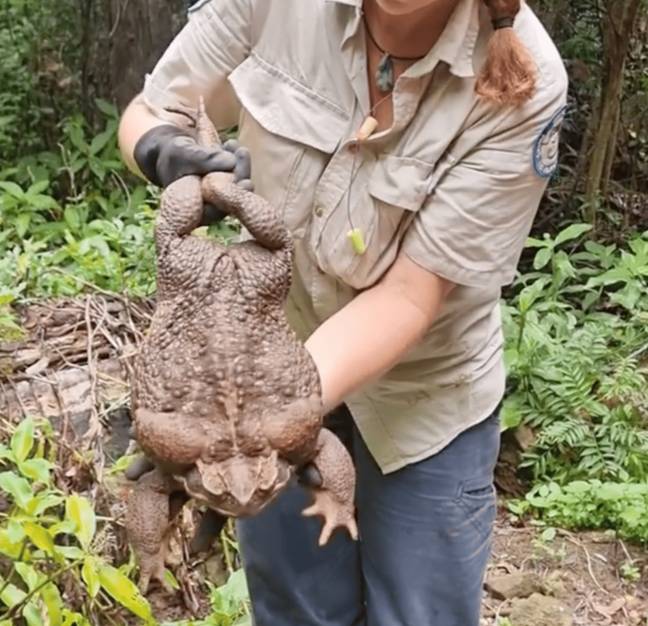 Toadzilla Size Giant cane toad 'Toadzilla' could be world's biggest
