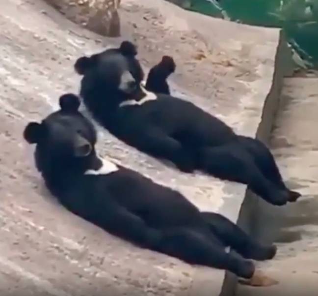 The two bears appeared to be living their best lives. Credit: u/memezzer/Reddit