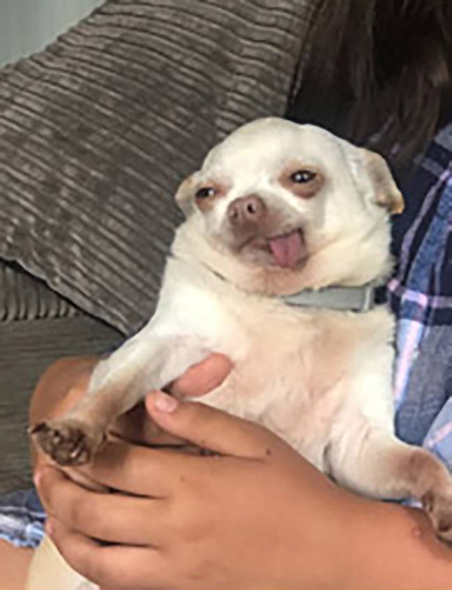 Fuggers is clearly a sophisticated dog. Credit: Jam Press