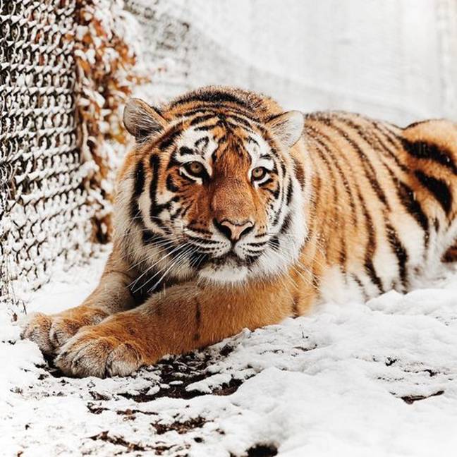 Mila was born at The Toronto Zoo. Credit: Cheyenne Mountain Zoo