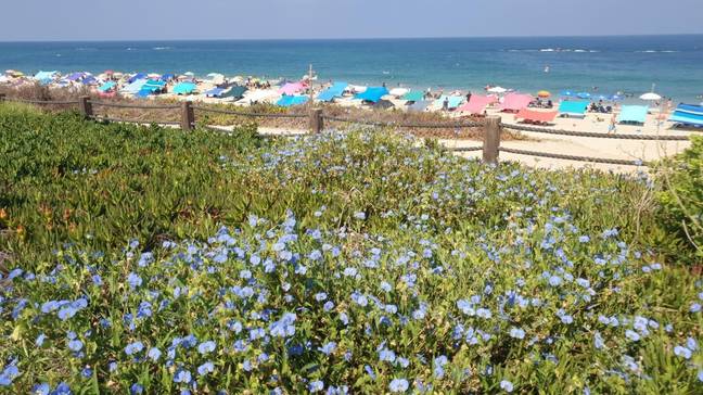 It was discovered during construction work which was taking place at the Palmahim Beach National Park south of Tel Aviv, Israel. Credit: Shlomi Amran, Israel Nature and Parks Authority/Newsflash