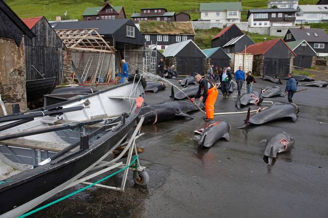 Dolphin hunting is linked to a centuries-long tradition on the Faroe Islands.Credit: Alamy