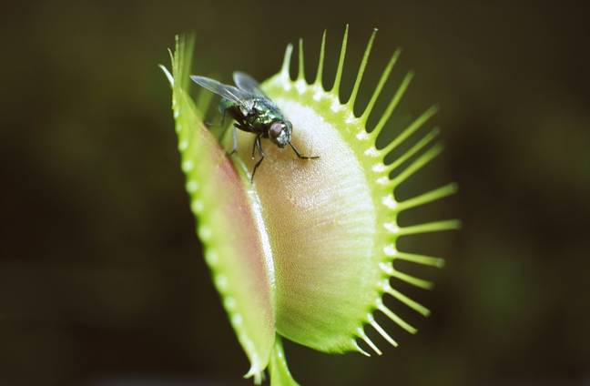 Expert discovers that a Venus flytrap can eat human flesh