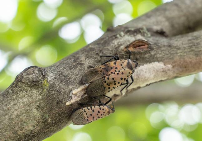 Bobbi was trying to protect the tree from spotted lanternflies. Credit: Amy Lee / Alamy Stock Photo