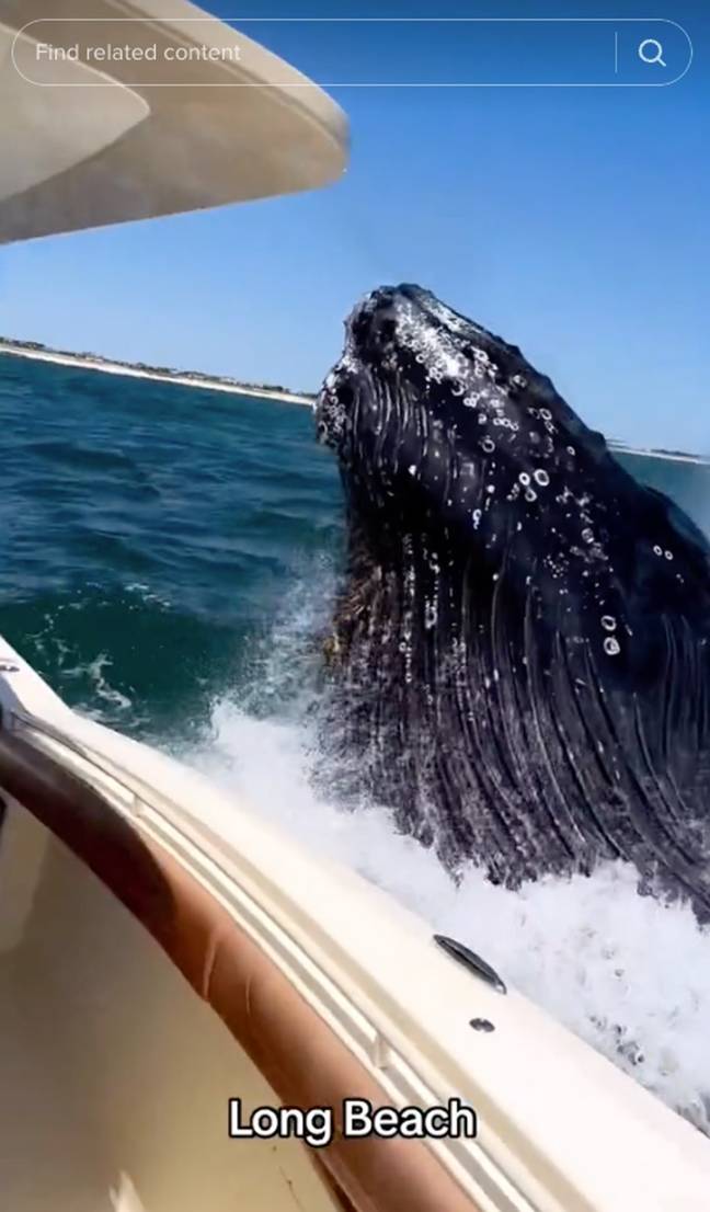A whale gave some folks celebrating Memorial Day the fright of their lives. Credit: Instagram/@nicliotta