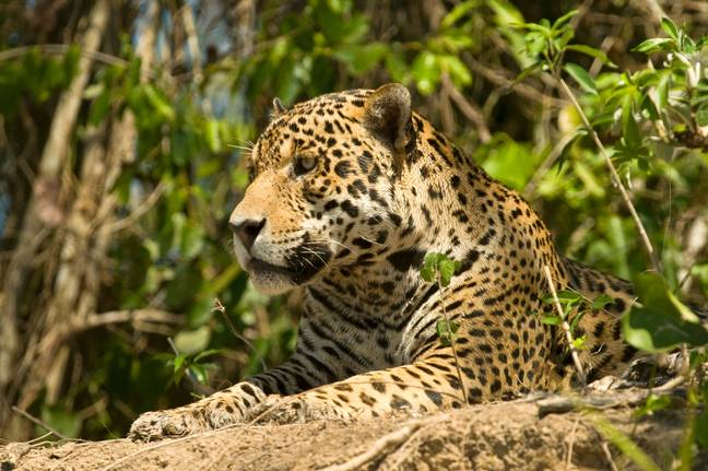 The dense jungle is also populated with snakes and jaguars. Credit: David Plummer / Alamy Stock Photo