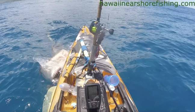 Fisherman Scott Haraguchi was menaced by a shark. Credit: YouTube/Hawaii Nearshore Fishing
