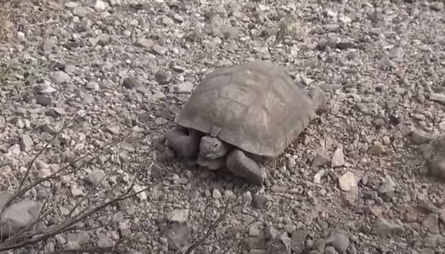 Veach found a tortoise on his second trip to the cave. Credit: YouTube/@snakebitmgee