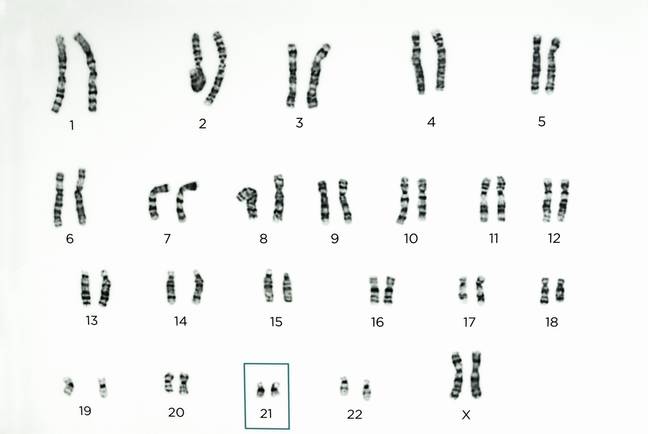 Scientists believe that the Y chromosome has degraded over time. Credit: Peter Blixt / Alamy Stock Photo