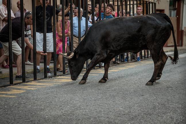 Traditional Bull Running through a small village just outside Calpe, Spain. Credit: Marcus Valance/SOPA Images/LightRocket via Getty Images