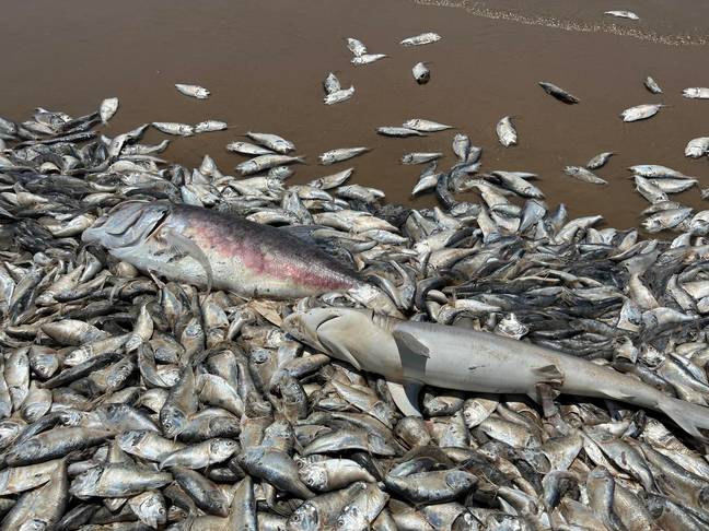 It wasn't just Menhaden fish that came ashore. Credit: Facebook/Quintana Beach County Park
