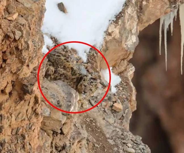 The snow leopard can be spotted if you know where to look. Credit: Saurabh Desai Photography