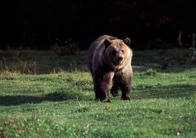 A suspected fatal bear attack has taken place in Yellowstone National Park. Credit: Getty Images/ DeAgostini