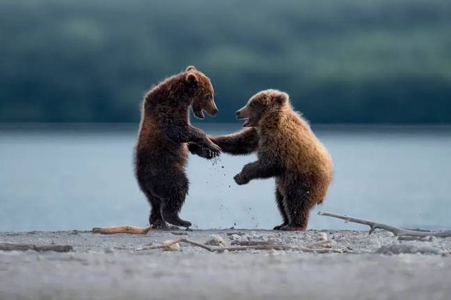 Who knew bears had their own handshakes? Credits: THOMAS VIJAYAN - THE COMEDY WILDLIFE PHOTOGRAPHY AWARDS 2023