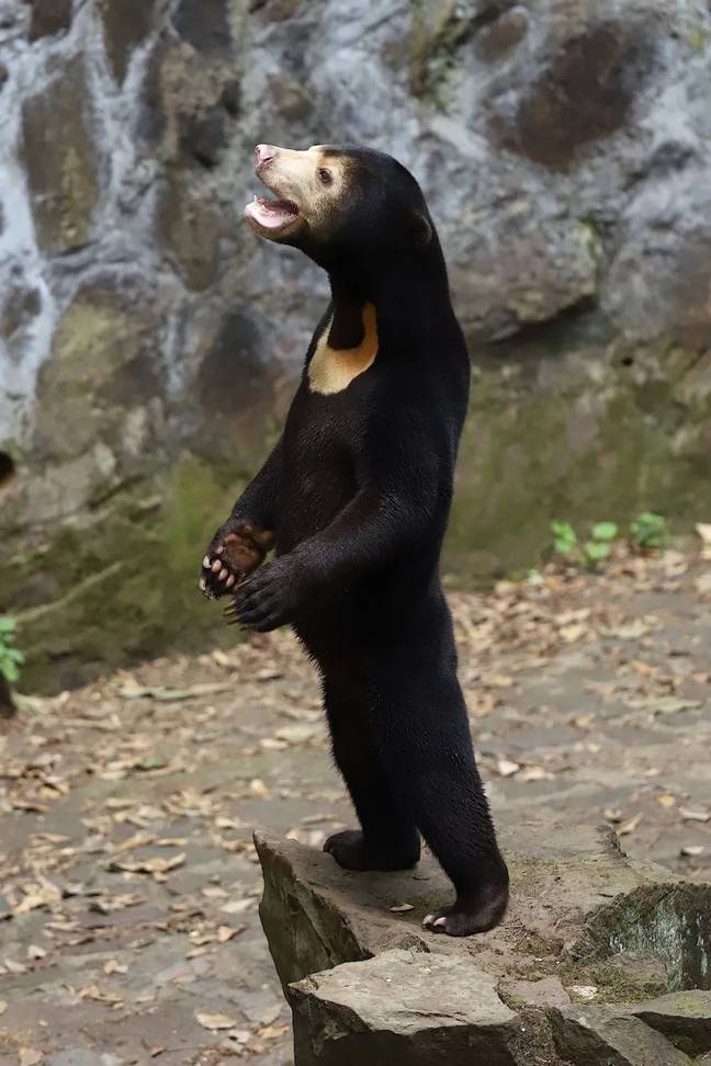 Sun bears are the 'smallest bear in the world'. Credit: Hangzhou Zoo 