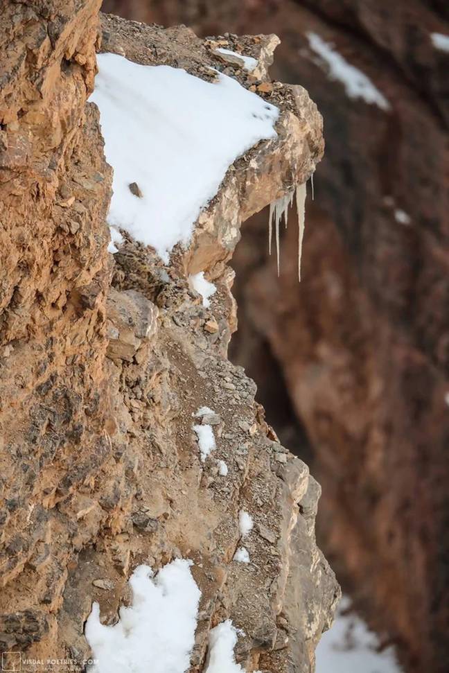 The leopard is hidden somewhere in this photo. Credit: Saurabh Desai Photography