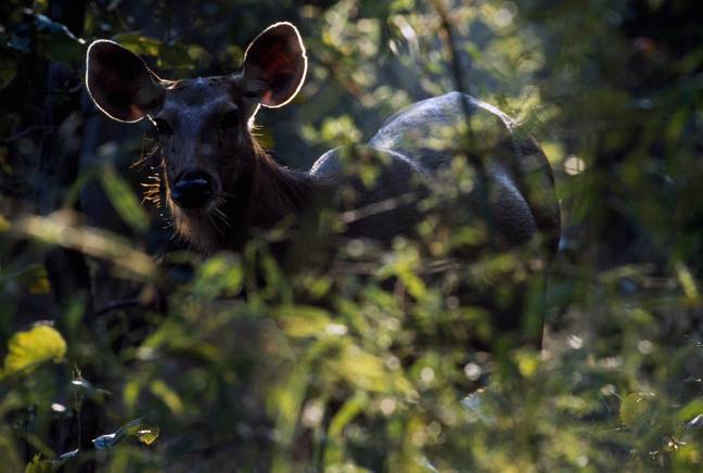 Deer hunting is legal in parts of Australia, but there are rules surrounding the use of vehicles and the time the animals are hunted. Credit: Getty Images/ DeAgostini