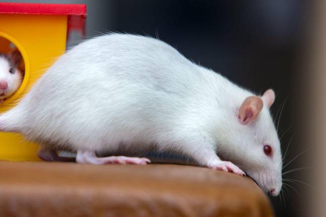 Researchers Discover Rats Have Rhythm And Love Dancing To Lady Gaga Researchers discover rats have rhythm and love dancing to lady gaga