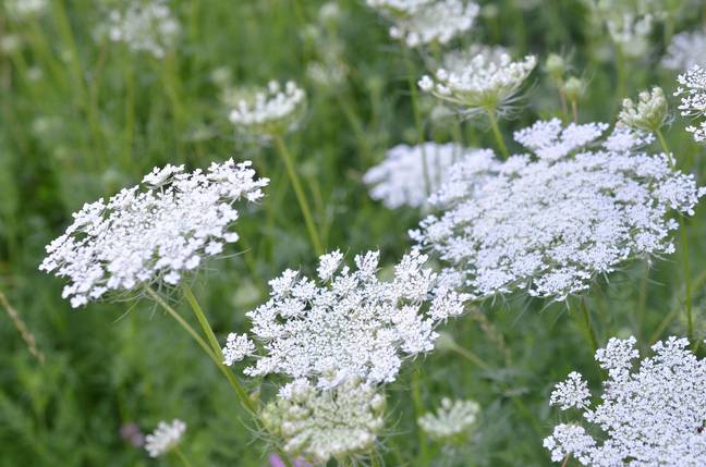 The woman had come into contact with hemlock. Credits: Getty Stock Image