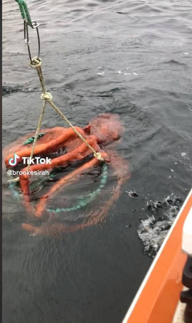 Brooke Sattar caught the giant octopus on camera. Credit: TikTok/@brookesirah