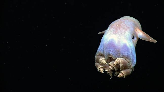 Dumbo octopuses have ear-like fins. Credit: NOAA/Alamy Stock Photo