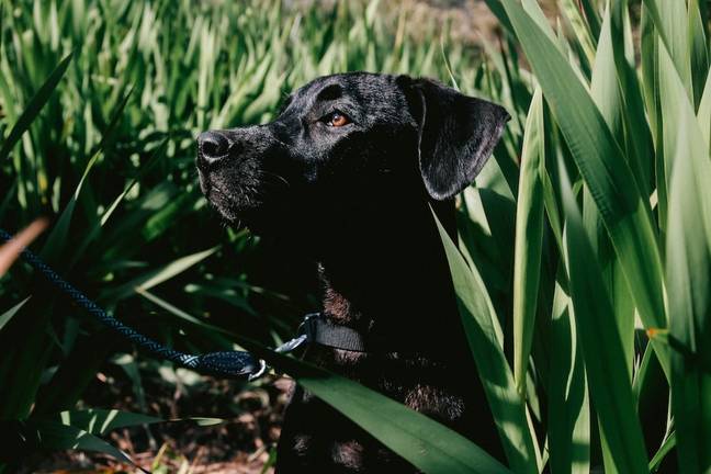 The man mistook the alligator for a dog on a leash. Credit: Pexels
