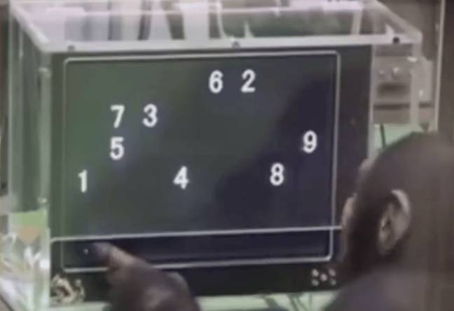 Chimpanzee’s unbelievable memory displayed in experiment video
