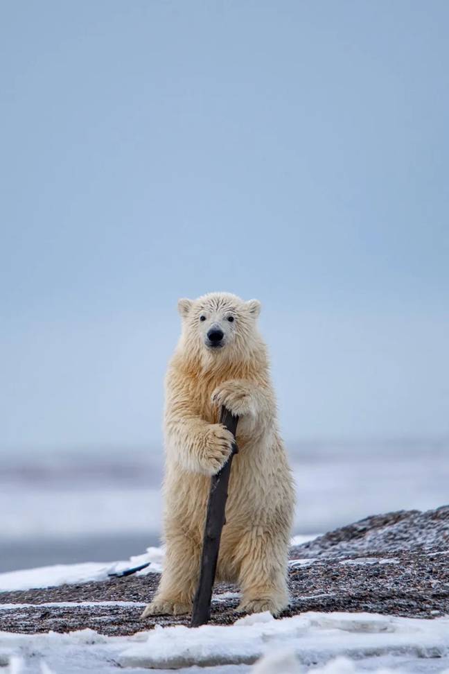 If Gandalf was a polar bear. Credits: KHURRAM KHAN/THE COMEDY WILDLIFE PHOTOGRAPHY AWARDS 2023