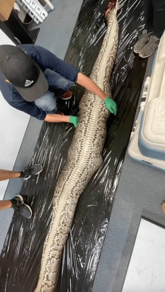 Researchers are shocked after finding alligator swallowed whole by 18ft ...