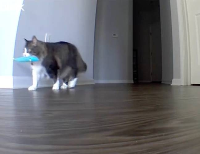 Pawl was seen holding a toy fish and meowing pitifully. Credit: TikTok/@catnamedpawl