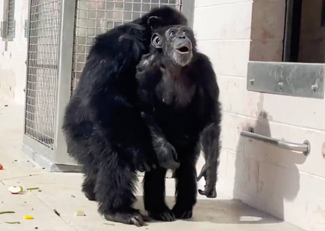 Vanilla was left in shock when she saw the sky for the first time. Credit: Save The Chimps