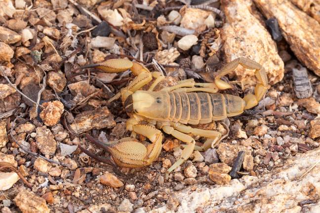 A gallon of their venom is worth millions thanks to the medical uses it has, but you'd need millions of scorpions to make that much. Credit: Nature Picture Library / Alamy Stock Photo