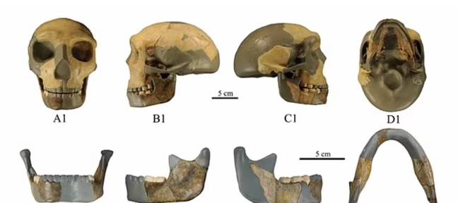 The skull has baffled scientists. Credit: Wu et al., Journal of Human Evolution