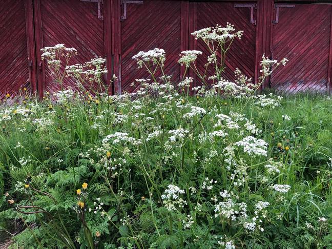 Hemlock can prove fatal if ingested. Credits: Feifei Cui-Paoluzzo/Getty