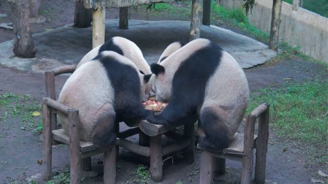 The pandas all gathered round for food. Credit: X